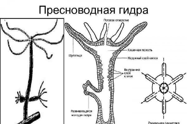 Где взять ссылку кракена