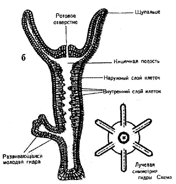 Kra31.cc